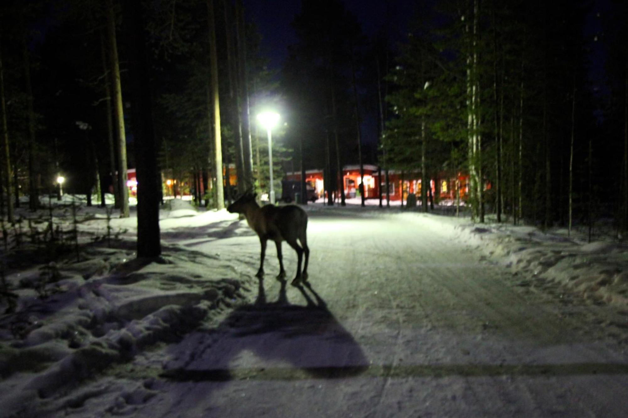Ukonjaerven Holiday Village Ivalo Dış mekan fotoğraf